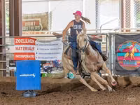 Horse (M), Quarter Horse — photo 3