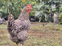 स्लोवेनियन बैर्ड हेन — फ़ोटो 3