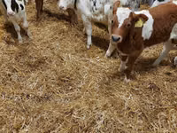 牛只（批次，未指定性别）, Simmental cattle — 照片 2