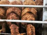 Rinder (Partie, Geschlecht nicht angegeben), Simmental cattle — Foto 5