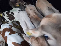 公牛, Limousin cow — 照片 2