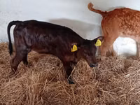Cattle (batch, sex not specified), Russian Black pied cattle — photo 4