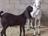 Cabra, Kamori goats — foto 3