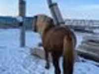 Caballo, Yakutian horse — foto 4