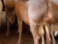 كبش, الأغنام — الصورة 3