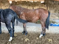 Caballo, Horse breed — foto 2