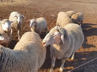 نعجة, Merino sheep — الصورة 2
