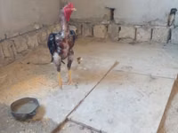 Chickens — picha 2