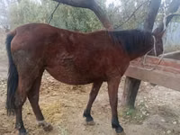 घोड़ी, Kyrgyz Horse — फ़ोटो 2