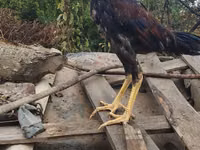 Chickens — फ़ोटो 6