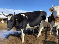 母牛, Russian Black pied cattle — 照片 1