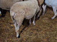 Dume la kondoo, Dorper sheep — picha 5