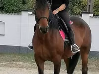 घोड़ी, Hungarian horse breed — फ़ोटो 1