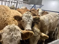 गाय, Simmental cattle — फ़ोटो 6
