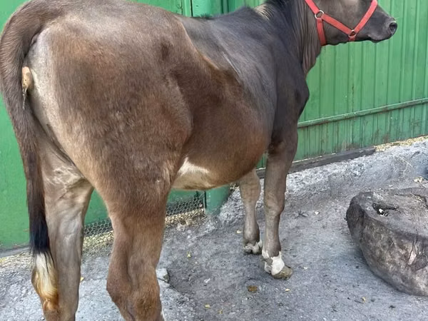 Ng'ombe jike, Swiss cattle