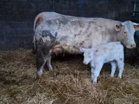 सांड, Charolais cattle — फ़ोटो 4