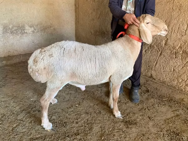 公羊, Arashan sheep