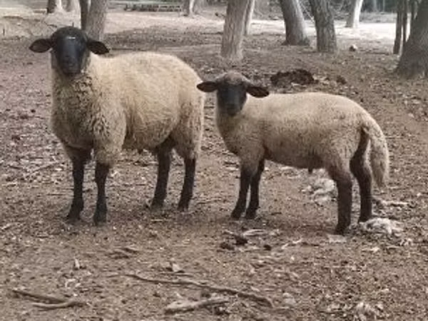 Баран, Белый суффолк овца