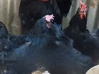 Australorp — photo 4