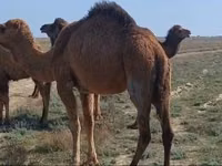 Kamelstute, Nar-Maya camel — Foto 1
