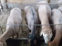 भेड़, Arashan sheep — फ़ोटो 8