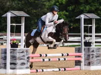 Hengst, Pinto horses — Foto 8