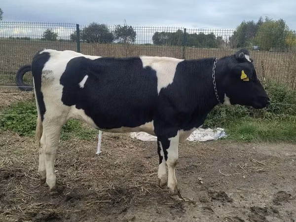Ng'ombe jike, Russian Black pied cattle