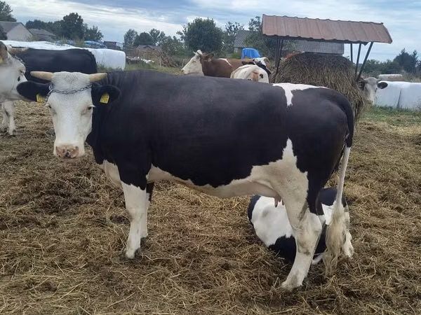 Ng'ombe jike, Banda la Holstein
