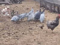 Guinea fowl — 照片 1