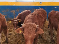 Ng'ombe (kikundi, jinsia haijatajwa), Ng'ombe wa Limousin — picha 2