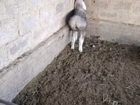 Sheep, Arashan sheep — photo 4