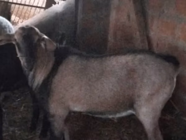 Billy Goat, Nubian Goat