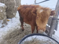 Bulle, Highland — Foto 1