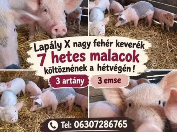 母猪, 