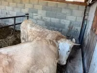 Ng'ombe jike, Charolais cattle — picha 3