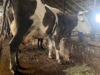 Kuh, Russian Black pied cattle — Foto 3
