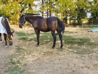 घोड़ा, Nonius horse — फ़ोटो 3