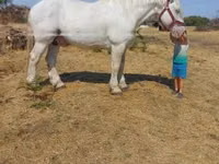 घोड़ा, Percheron — फ़ोटो 5
