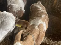 Ng'ombe jike, Simmental cattle — picha 2