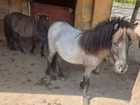 Farasi jike, Shetland Pony — picha 2