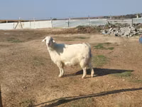 बकरी, Saanen goat — फ़ोटो 1
