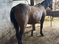 Mare, Horses — photo 1