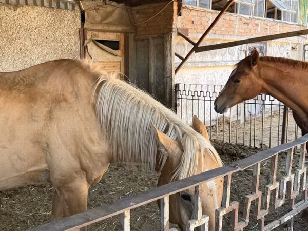 公马, Anglo-Arabian
