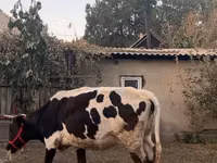 Kuh, Russian Black pied cattle — Foto 6