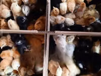 Chickens — الصورة 4