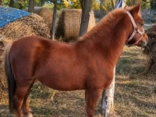 Farasi dume, Farasi