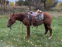 حصان, Quarter Horse — الصورة 3