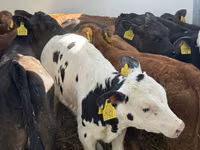 मवेशी (लॉट, लिंग निर्दिष्ट नहीं), Simmental cattle — फ़ोटो 4