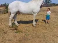 घोड़ा, Percheron — फ़ोटो 2