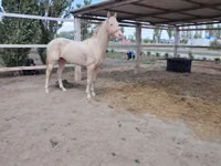 Farasi dume, Akhal-Teke — picha 4